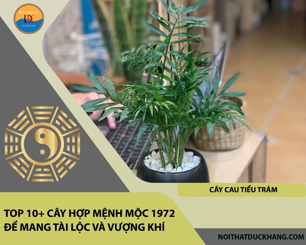 Cây Cau Tiểu Trâm mang lại may mắn và tài lộc.