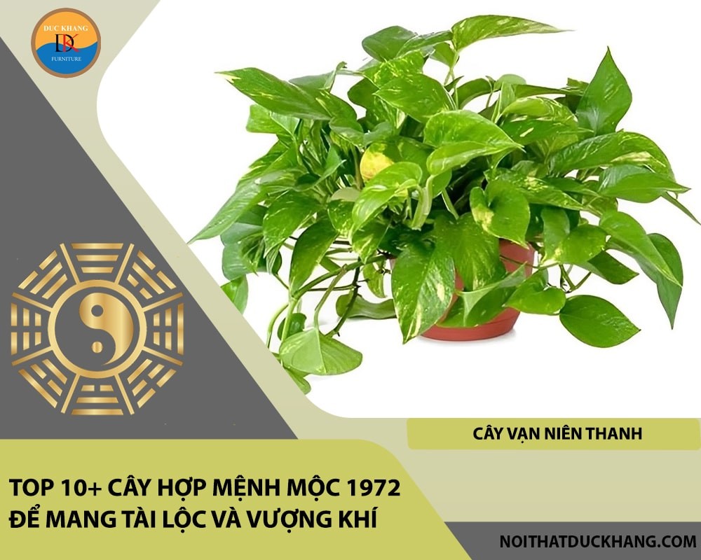 Cây Vạn Niên Thanh mang lại hạnh phúc và tài lộc.