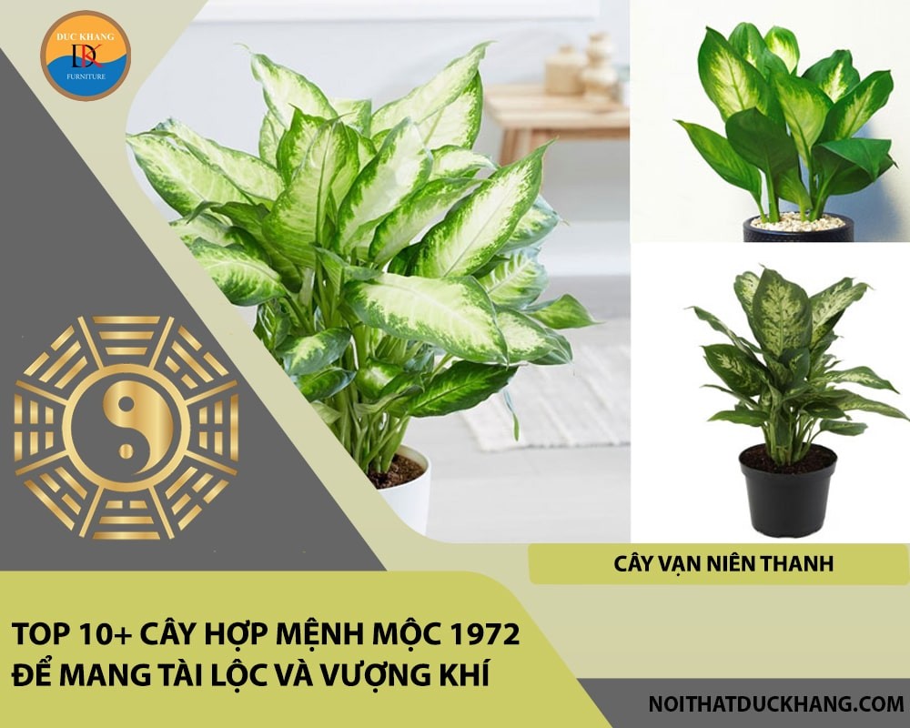 Cây vạn niên thanh có khả năng thanh lọc không khí tốt.