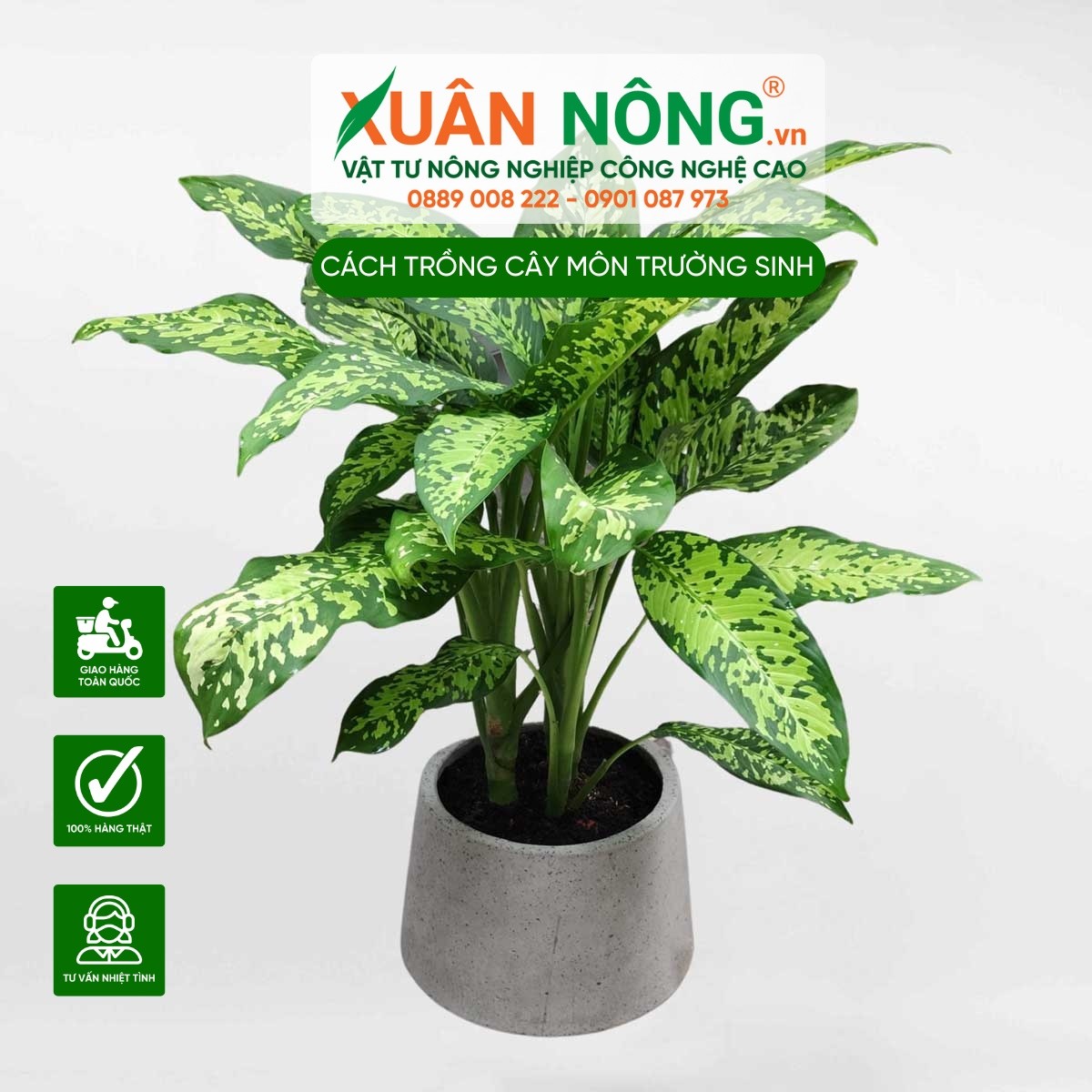Trấn trạch và chống xấu