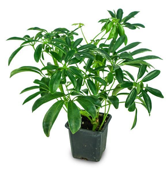 Cây Ngũ Gia Bì mang ý nghĩa phong thủy tốt cho mệnh Mộc