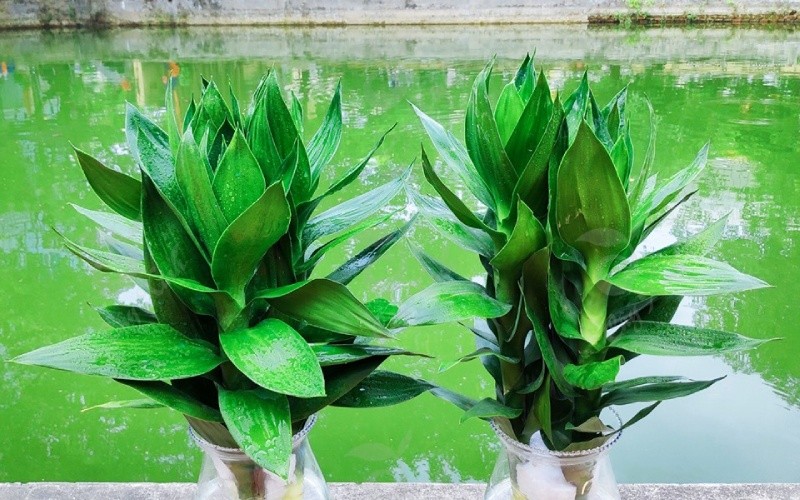 Cận cảnh vẻ đẹp tinh tế của cây phát tài búp sen.