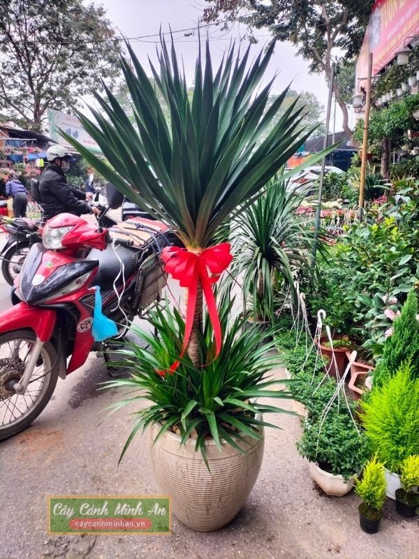Cây phát tài núi