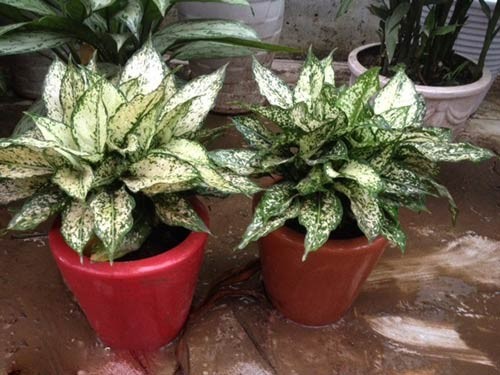 Cây Ngọc Ngân có thể trồng vào đất hoặc thủy sinh, cần lưu ý về ánh sáng và độ ẩm.