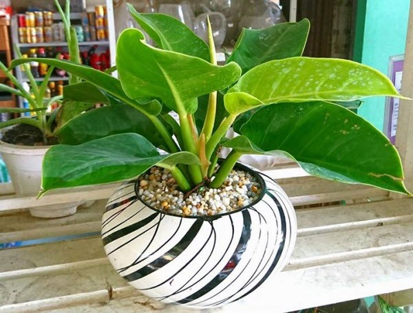 Cây đế vương hợp mệnh Kim