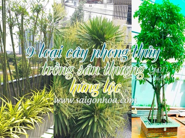 cay phong thuy hung loc 1