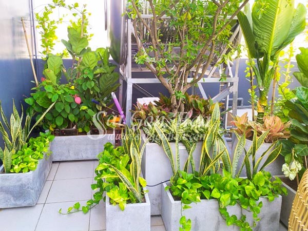 Các loại cây cảnh trồng phối kết trên sân thượng.