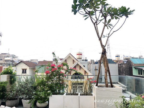 Cây sứ đại với dáng thế đẹp trồng trên sân thượng.
