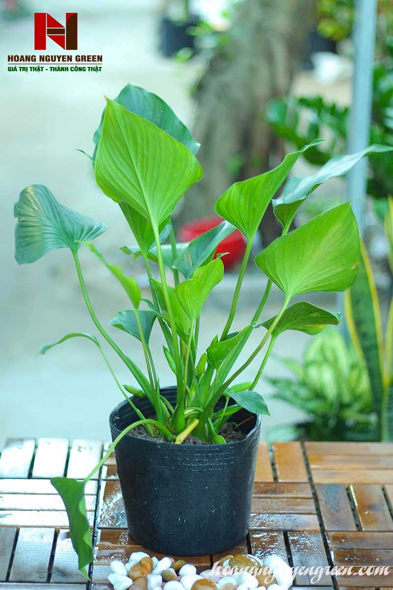 Cây Thanh Tâm mang lại sự bình yên và xua đuổi điều xấu