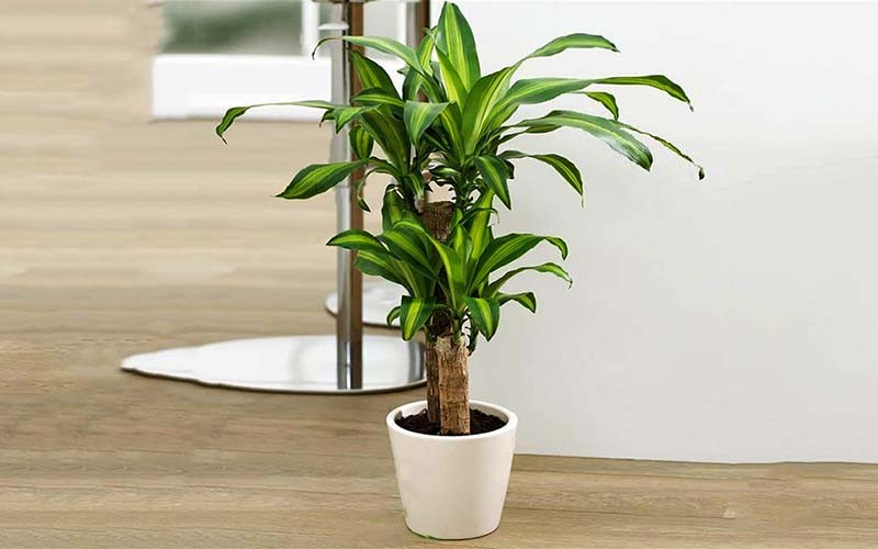 Cây Thiết Mộc Lan có khả năng thanh lọc không khí