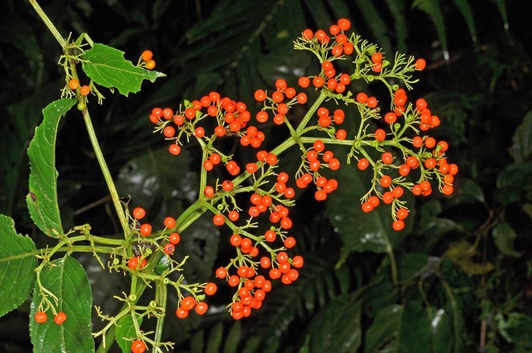 Quả cây cơm cháy