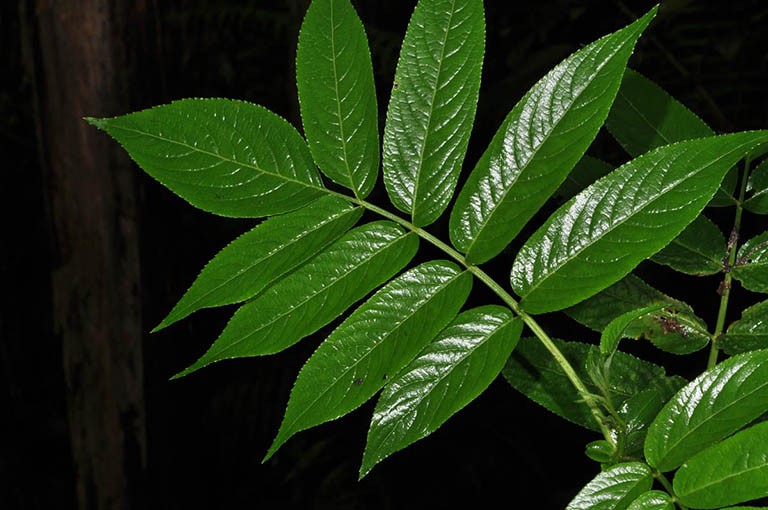 Lá chét của cây thuốc mọi
