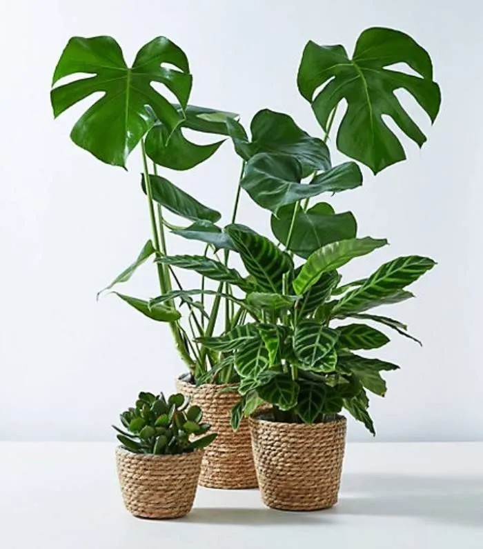 Trầu bà lá xẻ dễ trồng và thích nghi