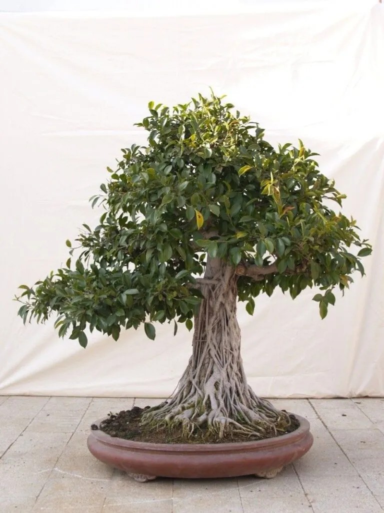 Cận cảnh gỗ tùng đen với vân gỗ độc đáo