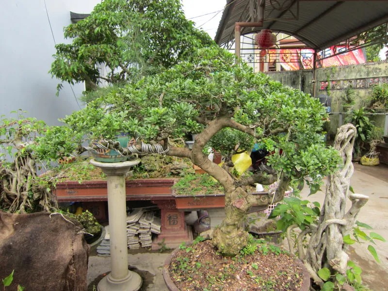 Cây tùng đen được tạo dáng bonsai đẹp mắt, đặt ở vị trí phong thủy