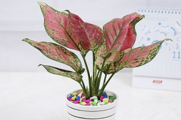 Cây Vạn Lộc với sắc đỏ hồng tươi mới, rực rỡ