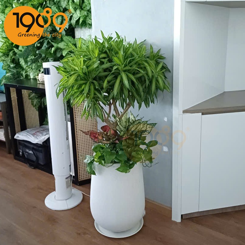 Cây Trúc bách hợp - Cây phong thủy
