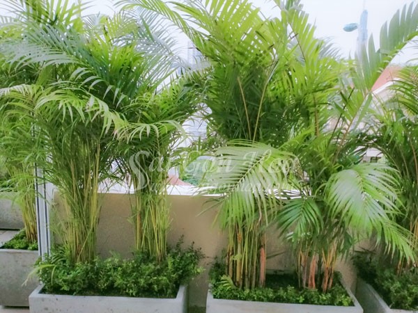 Cây cau vàng trong chậu trên sân thượng.