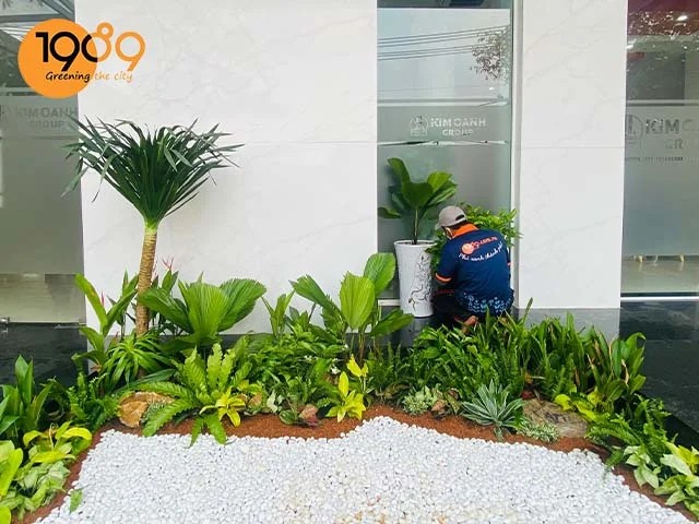Chậu cây Phát Tài Núi được bài trí trong không gian.