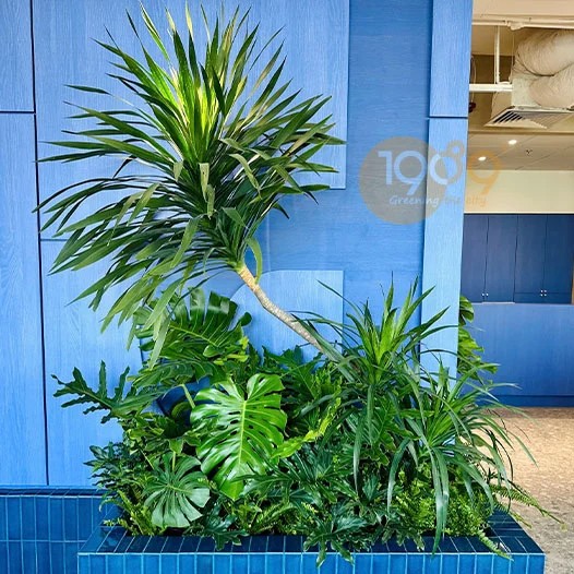 Cây Phát Tài Núi trong chậu đá mài với thế cây đẹp.