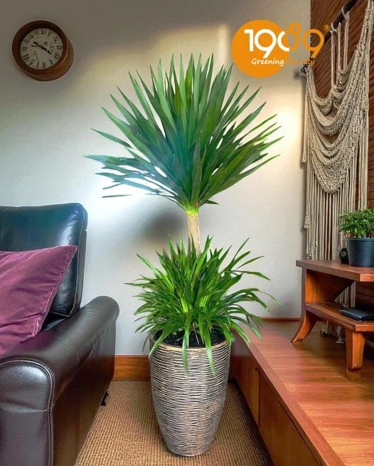 Chậu cây Phát Tài Núi với thế dáng đẹp, phù hợp trang trí.