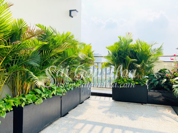 Chậu đá mài hình chữ nhật với cây cảnh.