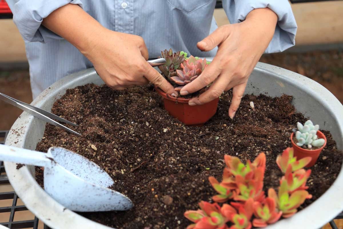 Các loại đất trồng sen đá.