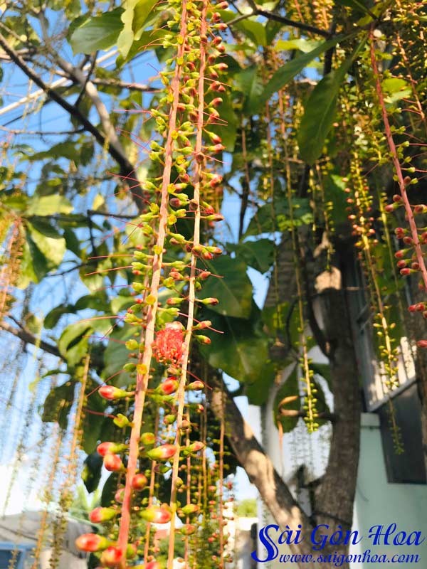 Hoa lộc vừng rực rỡ.