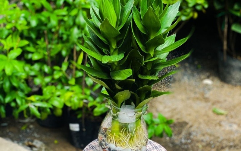 Bạn cần rửa tay bằng xà phòng ngay khi tiếp xúc với chất nhầy của cây phát tài.