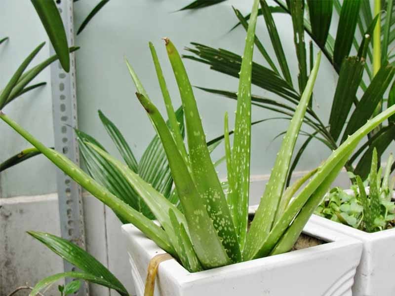 Màu xanh của cây nha đam mang lại cảm giác thư thái, dễ chịu.