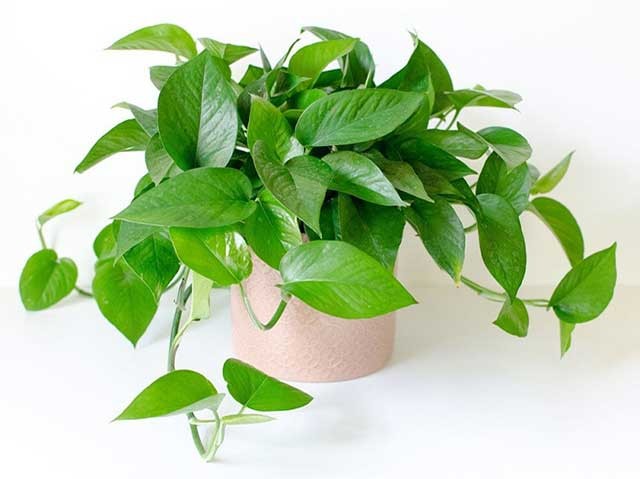 Cây lưỡi hổ với sức sống bền bỉ