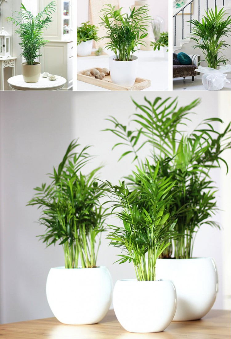 Cây trầu bà với lá xanh mướt