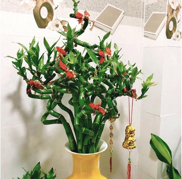 Cây Phát Lộc xoắn đặt trên bàn thờ mang lại may mắn
