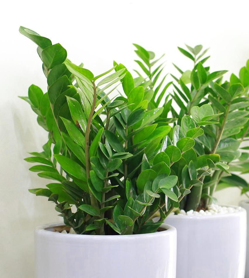 Cây Kim Tiền với lá xanh mướt, biểu tượng của sự thịnh vượng