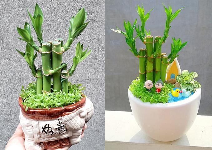 Cây phát tài phát lộc thường được đặt ở bàn làm việc, phòng họp, phòng đọc sách…