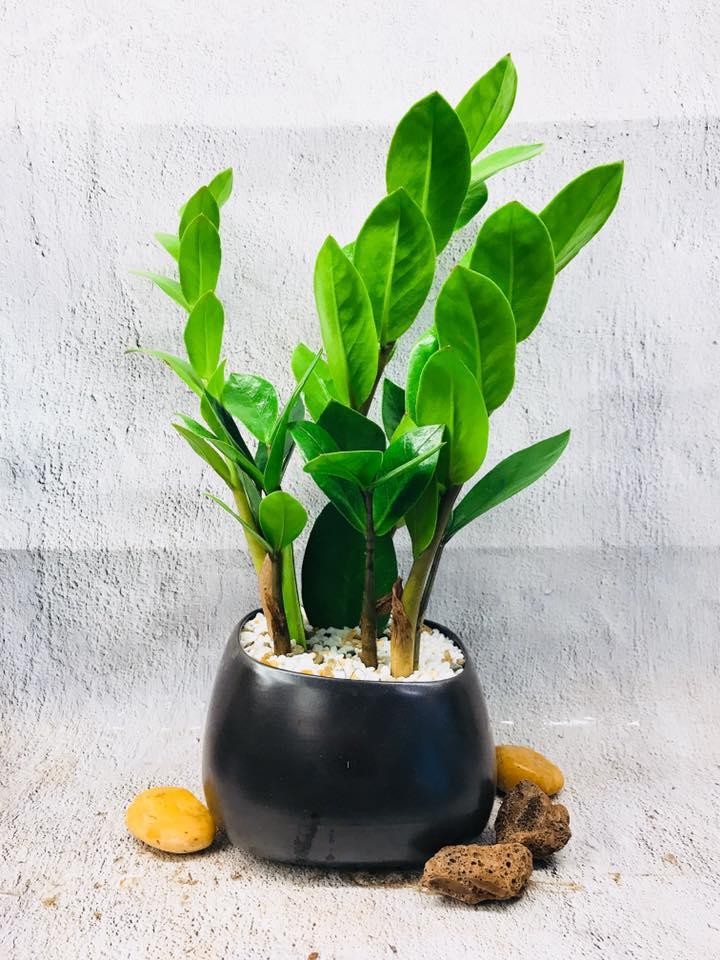 Cây Phát Lộc hợp với người mệnh Kim, mang lại sự cân bằng và may mắn