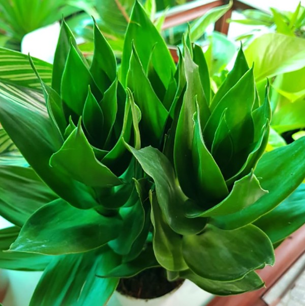 Hình ảnh cây phát tài búp sen