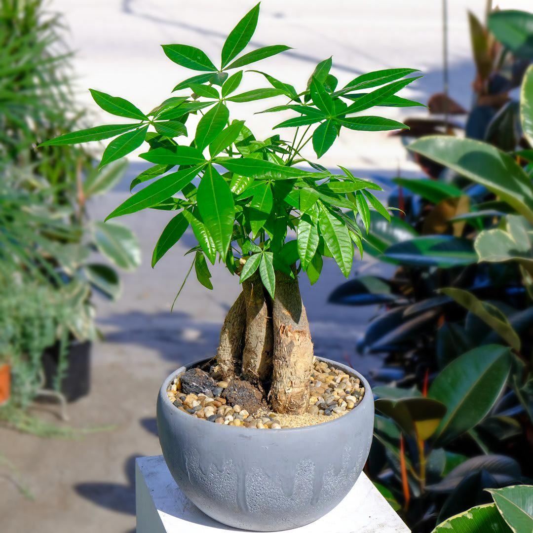 Cận cảnh vẻ đẹp của cây Kim Ngân với lá xanh và thân thắt bím độc đáo