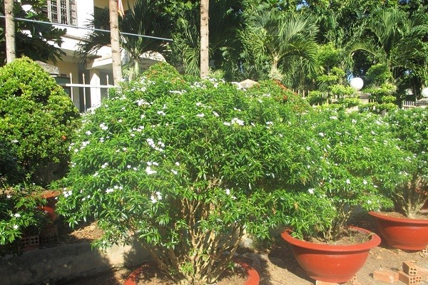 Chăm sóc Mai Vạn Phúc đúng cách giúp cây phát triển tốt