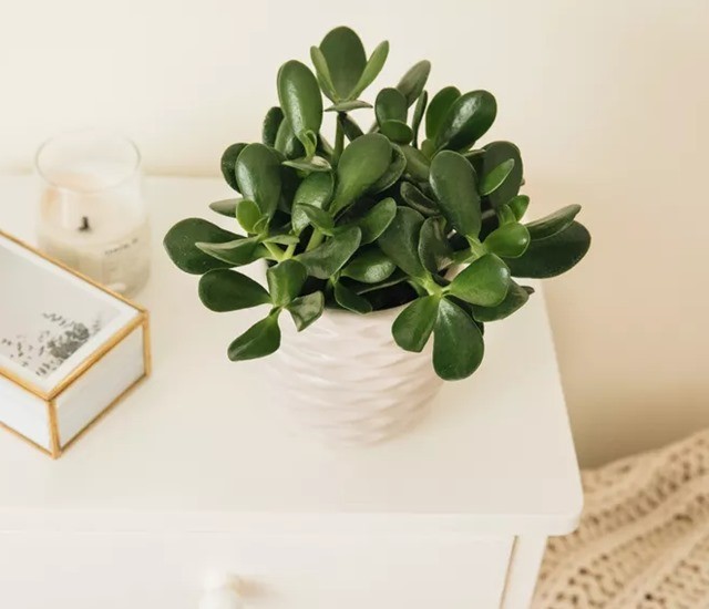 Cây Ngọc Bích để bàn