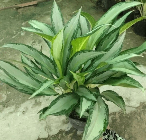 Cây giữ tiền với vẻ ngoài thanh thoát.