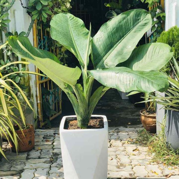 Cây Đại Phú Gia tượng trưng cho sự giàu có và sung túc