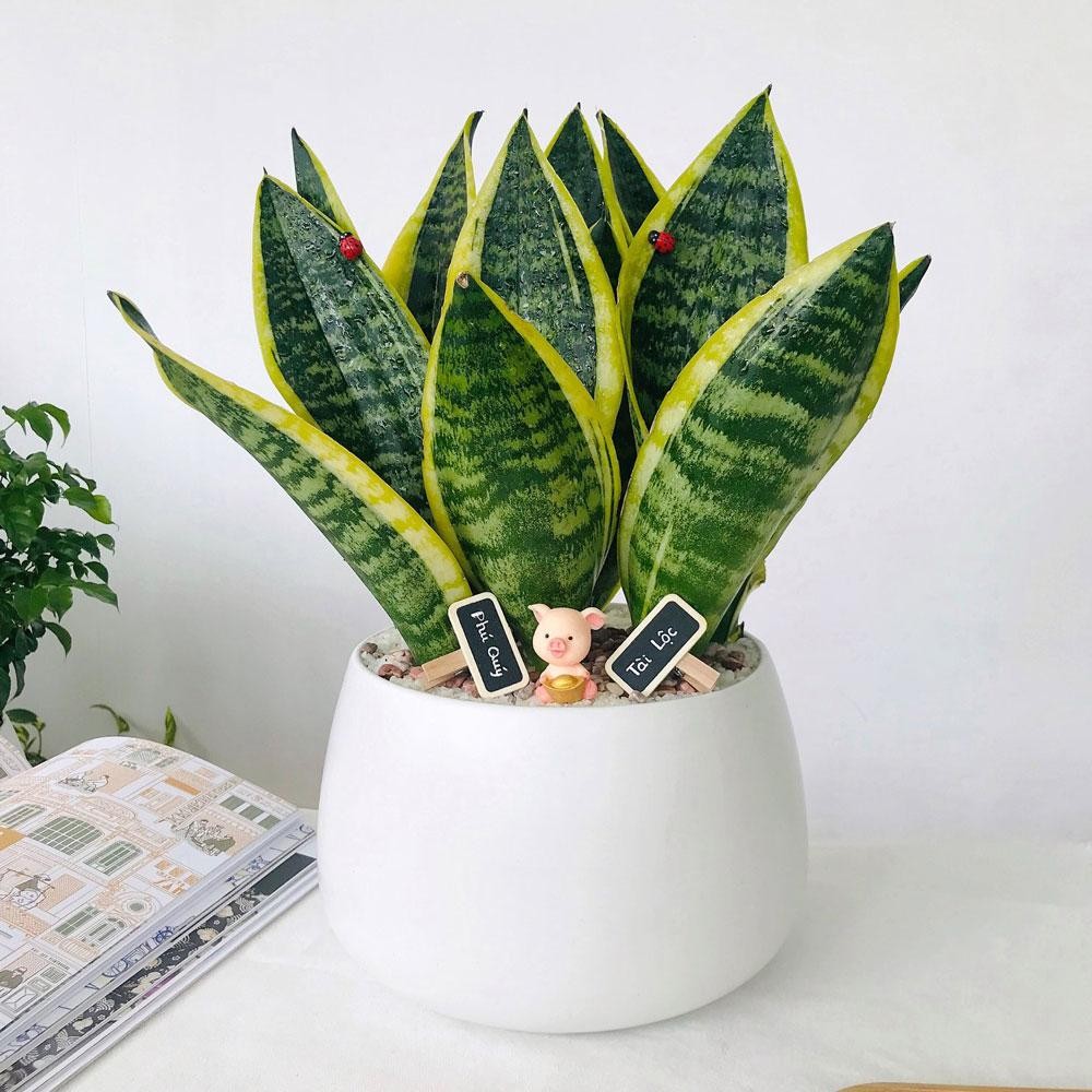 Cây Lưỡi Hổ mang lại may mắn, tài lộc và sự sung túc