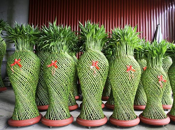 Cây Phát Lộc Lục Bình được ưa chuộng trang trí ngày Tết