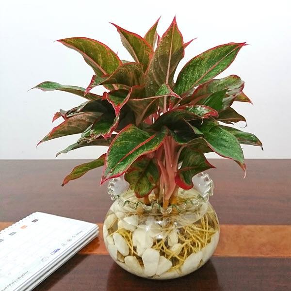 Cây Phát Lộc đa dạng về chủng loại và giá cả