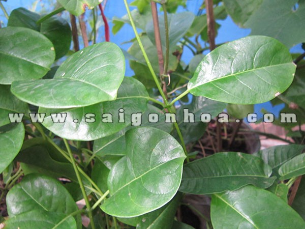 Hướng dẫn Trồng và Chăm sóc Cây Huỳnh Đệ Ra Hoa Đẹp Quanh Năm la cay huynh de 1
