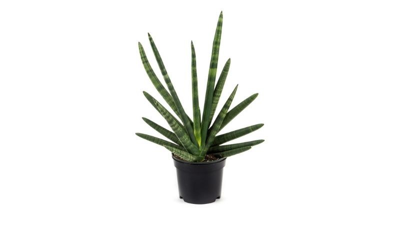 Cây lưỡi hổ Cylindrica