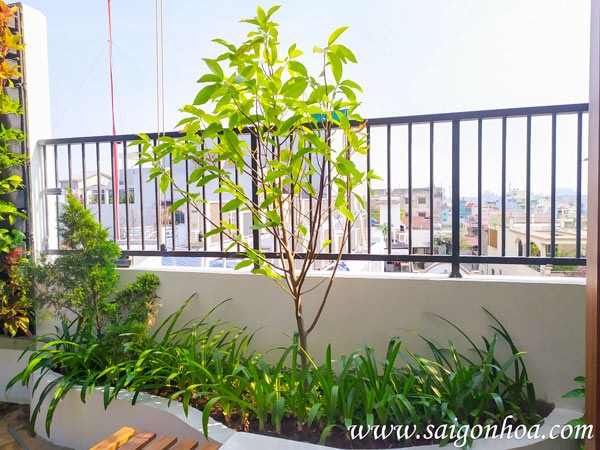 Cây ngọc lan trồng trên sân thượng.