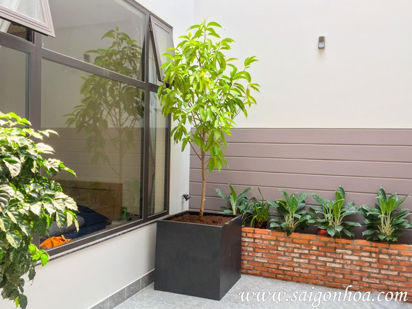 Cây ngọc lan với hoa nở rộ.
