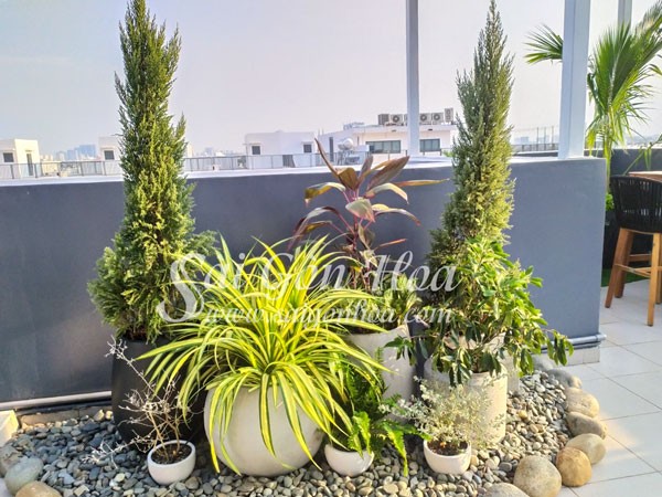 Cây cảnh được bày bán tại Sài Gòn Hoa.